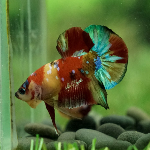 Multicolor/Galaxy Koi Plakat -15 weeks Old