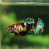 Multicolor/galaxy Koi Plakat- Female