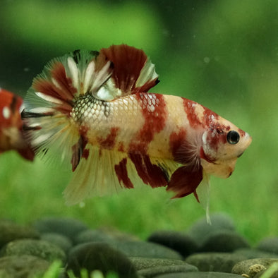 Multicolor/Galaxy Koi Plakat -15 weeks Old