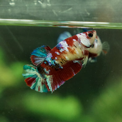Multicolor/galaxy Koi Plakat- Female