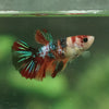 Multicolor Galaxy Halfmoon- Female