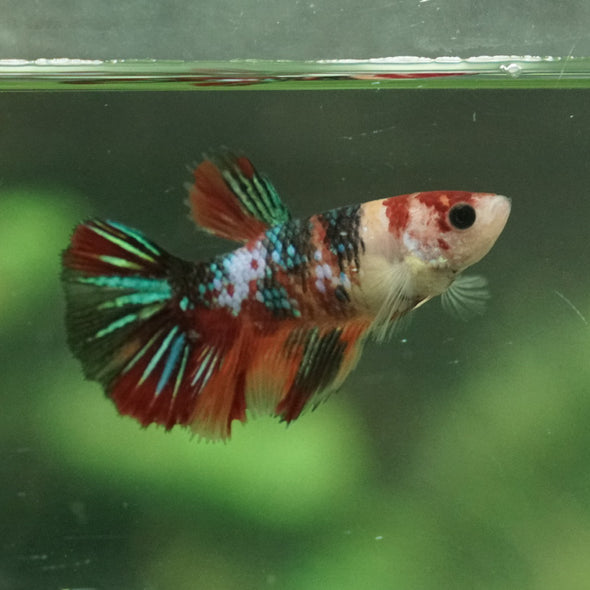 Multicolor Galaxy Halfmoon- Female