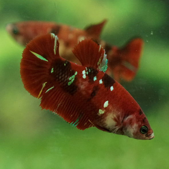 Multicolor/ Galaxy Koi Plakat- Female- 16 Weeks Old