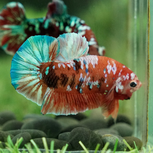 Multicolor/Galaxy Koi Plakat -15 weeks Old