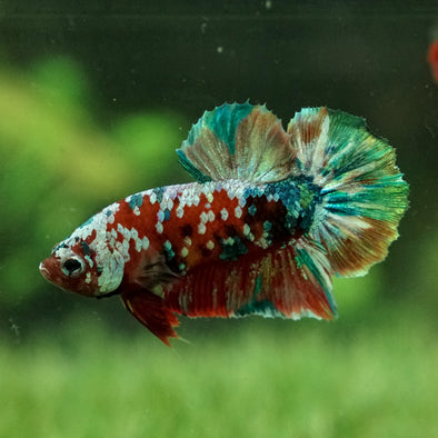 Multicolor/Galaxy Koi Plakat -14 weeks Old