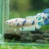 Blue/Green Dalmatian Plakat- Female