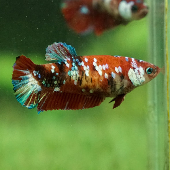 Multicolor/galaxy Koi Plakat- Female