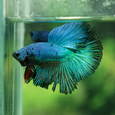 Halfmoon - 12 weeks old