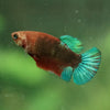 Red Fancy Plakat 13 Week Old- Female