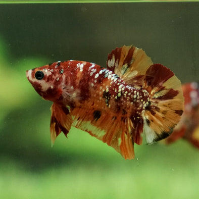 Multicolor/Galaxy Koi Plakat -12 weeks Old