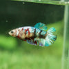 Multicolor/galaxy Koi Plakat- Female