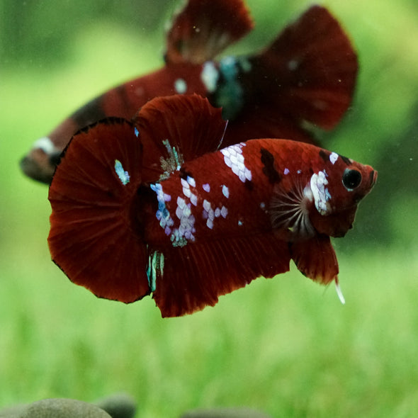 Multicolor/Galaxy Koi Plakat -14 weeks Old