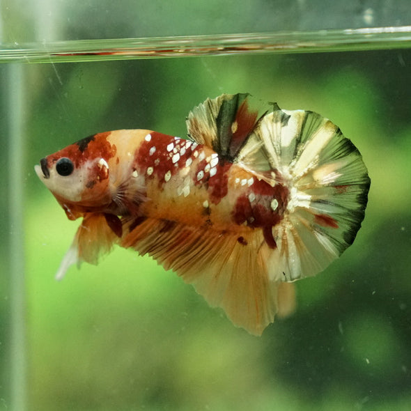 Multicolor/Galaxy Koi Plakat -12 weeks Old