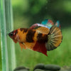 Multicolor/galaxy Koi Plakat- Female