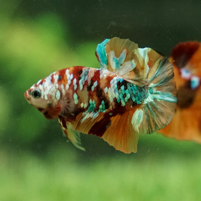 Multicolor/Galaxy Koi Plakat -15 weeks Old