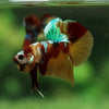 Multicolor/Galaxy Koi Plakat -15 weeks Old