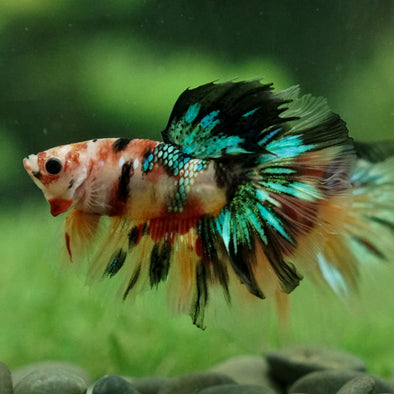 Galaxy Koi Halfmoon - 12 weeks old