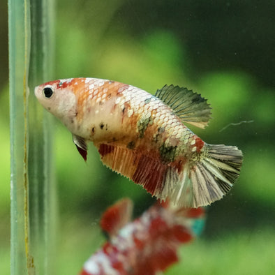 Multicolor/galaxy Koi Plakat- Female