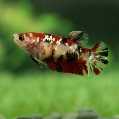 Galaxy Koi Plakat- Female