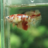 Koi Halfmoon - Female