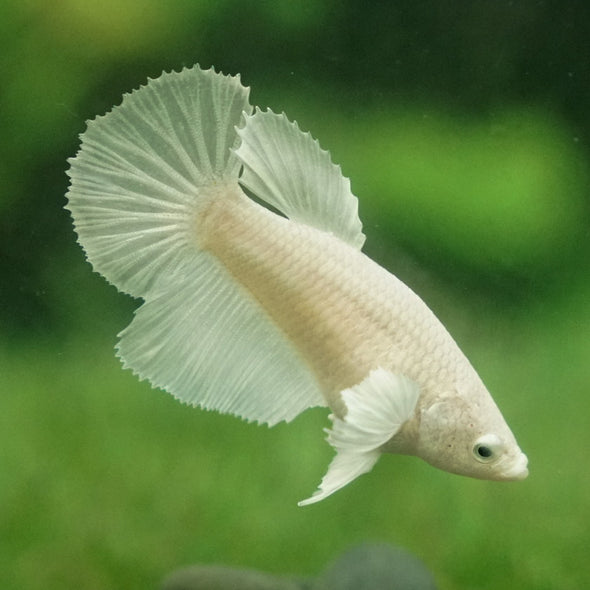 Dumbo Halfmoon - Female