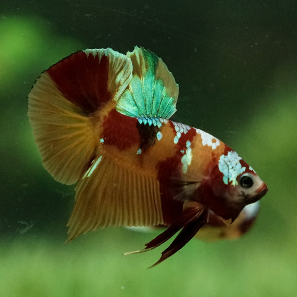 Multicolor/Galaxy Koi Plakat -15 weeks Old