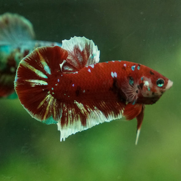 Multicolor/Galaxy Koi Plakat -13 weeks Old