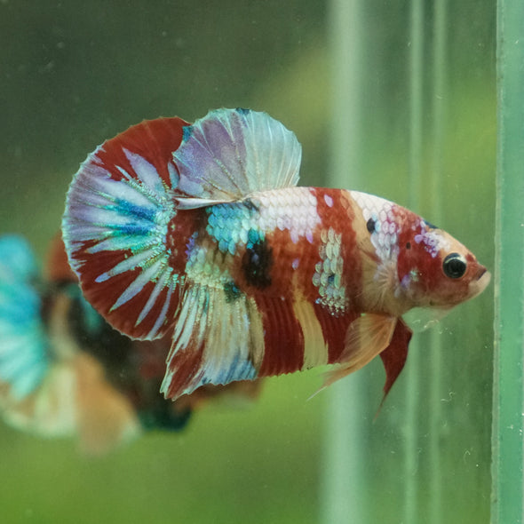 Multicolor/Galaxy Koi Plakat -13 weeks Old