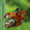 Multicolor/galaxy Koi Plakat- Female