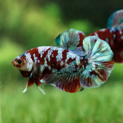 Multicolor/Galaxy Koi Plakat -14 weeks Old