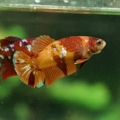 Multicolor/galaxy Koi Plakat- Female