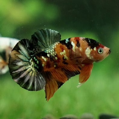 Multicolor/Galaxy Koi Plakat -12 weeks Old