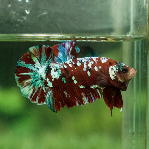 Giant Hybrid Multicolor/Galaxy Koi Plakat -15 weeks Old