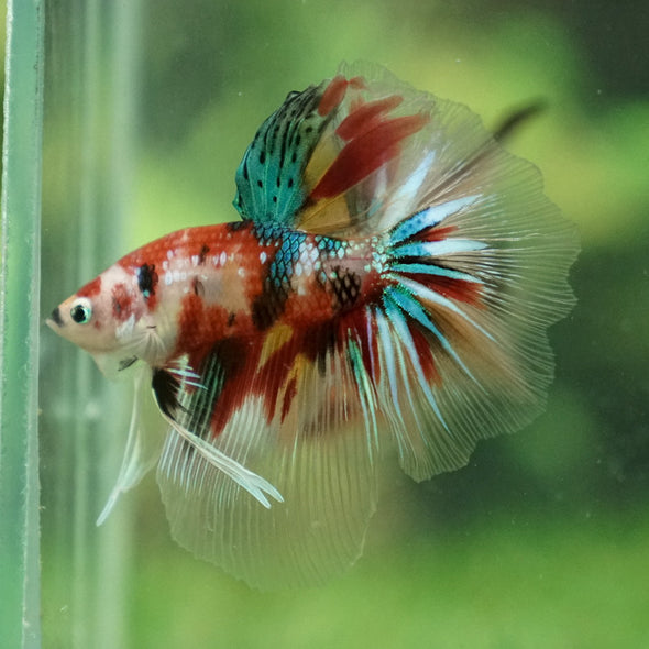 Galaxy Koi Halfmoon - 14 weeks old