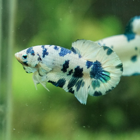 Blue/Green Dalmatian Plakat -13 weeks Old