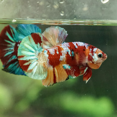 Multicolor/Galaxy Koi Plakat -14 weeks Old