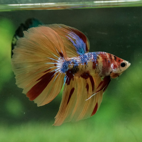 Galaxy Koi Halfmoon - 12 weeks old