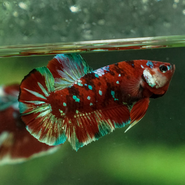 Multicolor/Galaxy Koi Plakat -13 weeks Old