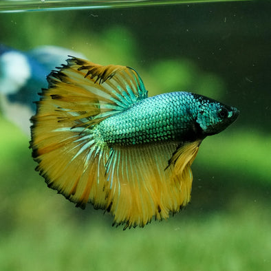 Halfmoon - 12 weeks old