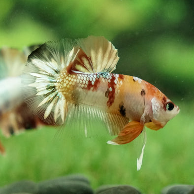 Copper/Gold Galaxy Koi Plakat - 11 Weeks Old