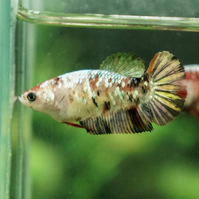 Galaxy Koi Plakat- Female