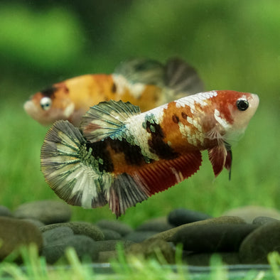 Multicolor/galaxy Koi Plakat- Female