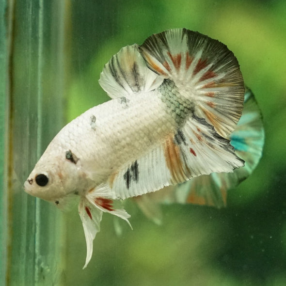 Multicolor/Galaxy Koi Plakat -11 weeks Old