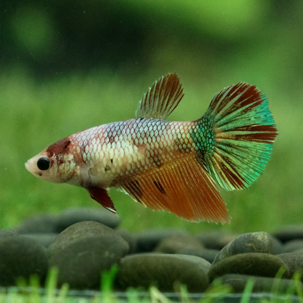 Koi Halfmoon Female - 12 weeks old