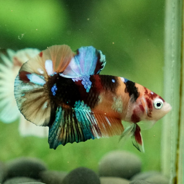 Multicolor/Galaxy Koi Plakat -11 weeks Old