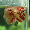 Galaxy Koi Halfmoon - 12 weeks old