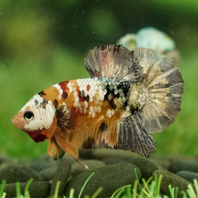 Multicolor/Galaxy Koi Plakat -15 weeks Old