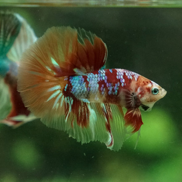 Galaxy Koi Halfmoon - 14 weeks old