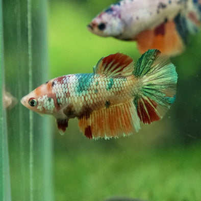 Multicolor Galaxy Halfmoon- Female