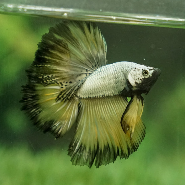 Halfmoon - 14 weeks old